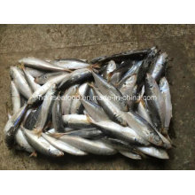 (14-18PCS/kg) New Fish Frozen Round Scad
